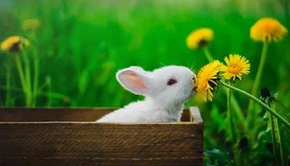 开云体育官网-马龙王楚钦“零封”林高远 山东上海保持不败战绩